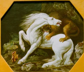 Löwe, ein Pferd attackierend
